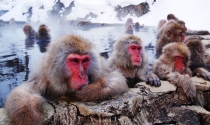 Japonia, Nagano – czyli zimowe szaleństwo w krainie orientu