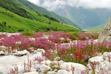 Indie, Himalaje - w drodze do Doliny Kwiatów