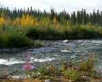 Alaska - poznaj magię dalekiej Północy - Dzień 7