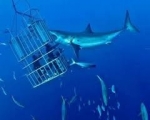 RPA: PIĘKNO NATURY - ADRENALINA - WINNICE  - Dzień 4 - Nurkowanie z rekinami lub wielka Piątka Oceanu - Gepardy 