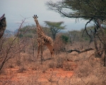 Kenia - safari - Dzień 2