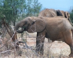 Kenia - wypoczynek i safari - Dzień 3